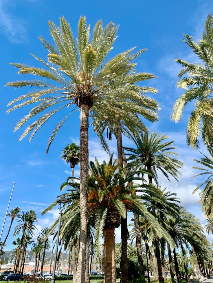 Marina Playa De Palma 3*